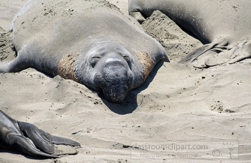 male-elephant-seals-resting-on-beach-piedras-blancas-california-7238.jpg