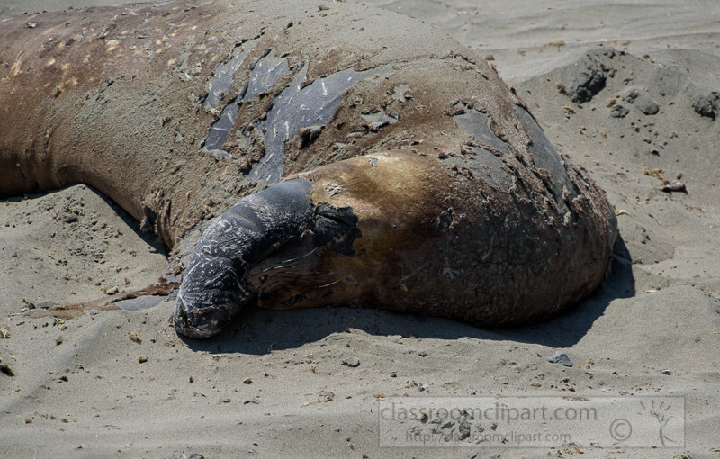 male-elephant-seals-resting-on-beach-piedras-blancas-california-7239.jpg