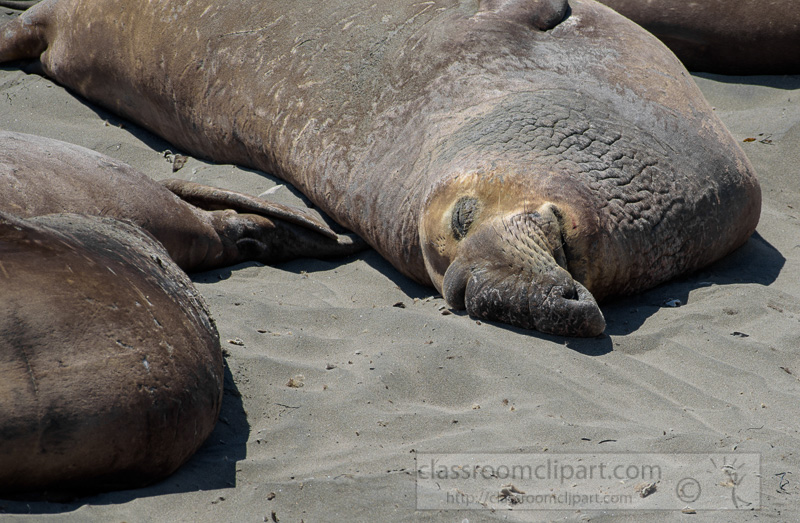 male-elephant-seals-resting-on-beach-piedras-blancas-california-7240.jpg