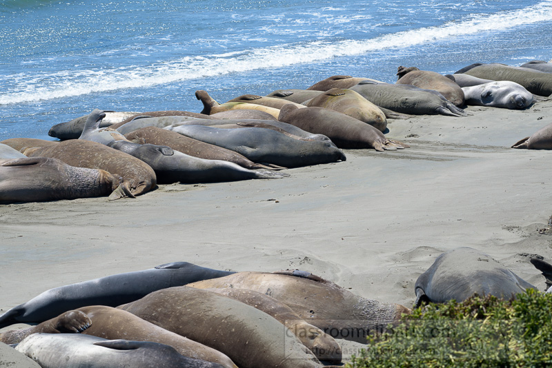 male-elephant-seals-resting-on-beach-piedras-blancas-california-7242.jpg