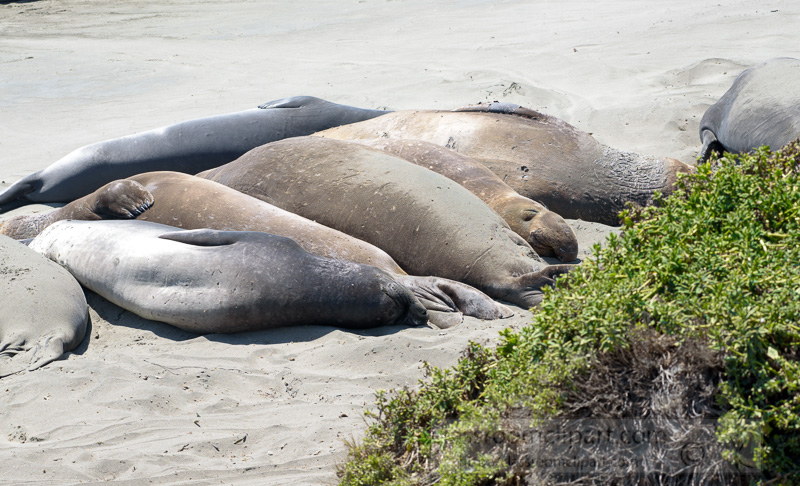 male-elephant-seals-resting-on-beach-piedras-blancas-california-7243.jpg