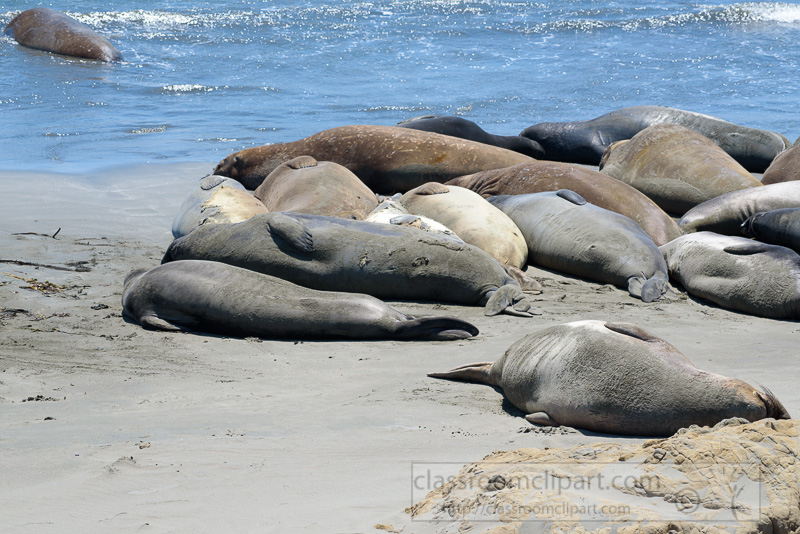 male-elephant-seals-resting-on-beach-piedras-blancas-california-7246.jpg