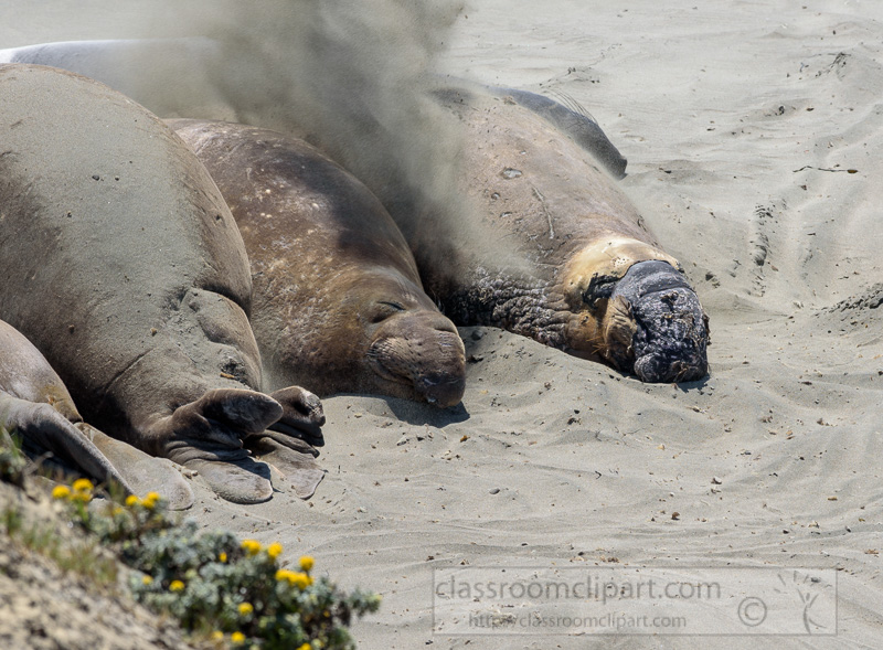 male-elephant-seals-resting-on-beach-piedras-blancas-california-7248.jpg