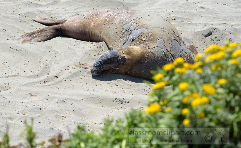 male-elephant-seals-resting-on-beach-piedras-blancas-california-7256.jpg
