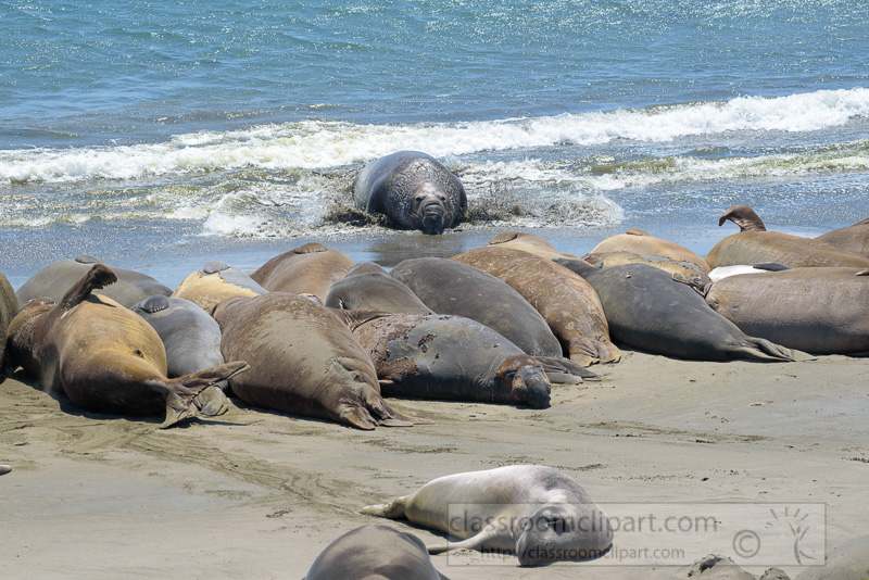 male-elephant-seals-resting-on-beach-piedras-blancas-california-7259.jpg