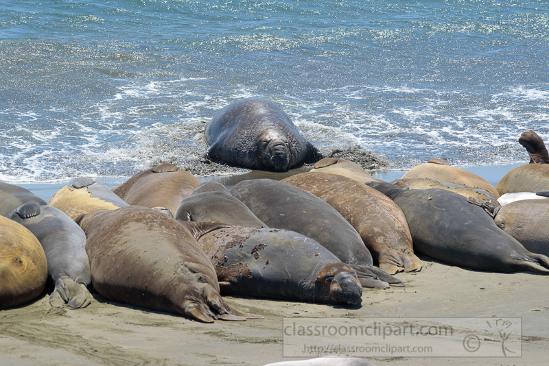 male-elephant-seals-resting-on-beach-piedras-blancas-california-7260.jpg