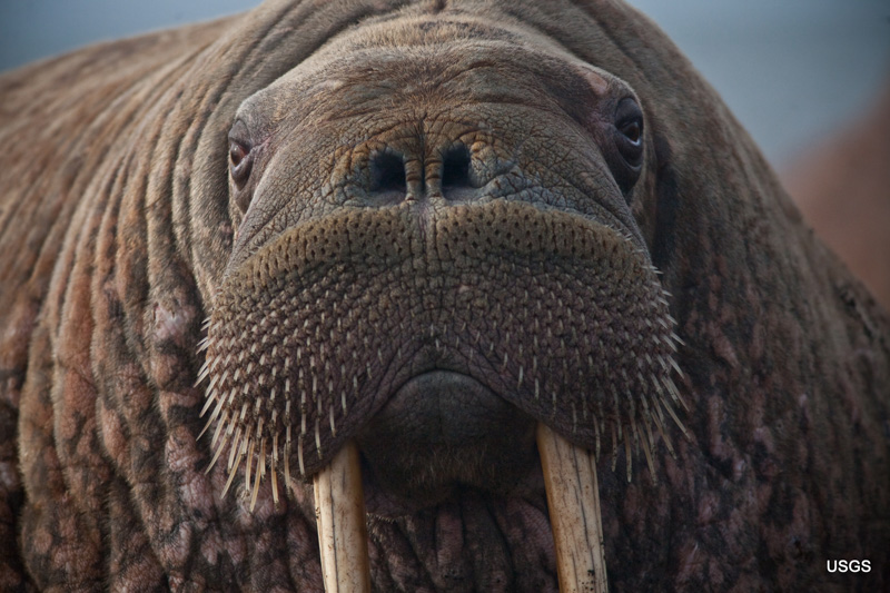 photo-of-close-up-of-a-female-walrus-resting.jpg