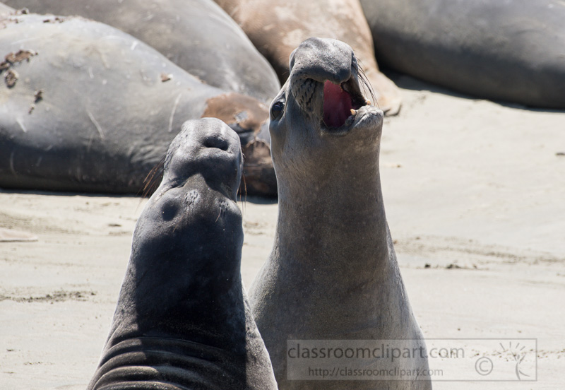 two-male-elephant-seals-california-7272.jpg