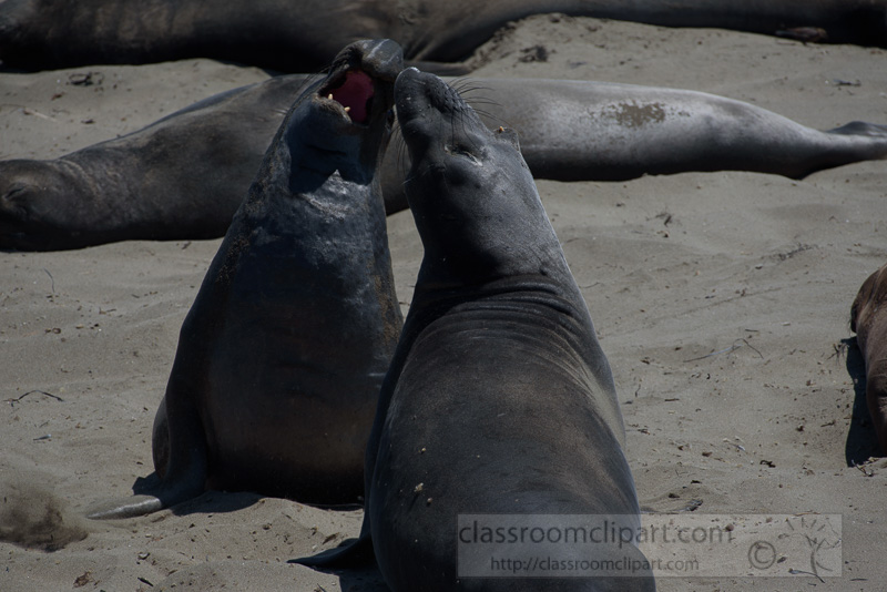 two-male-elephant-seals-challenging-piedras-blancas-california-7197.jpg