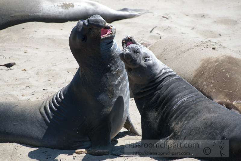 two-male-elephant-seals-challenging-piedras-blancas-california-7219.jpg