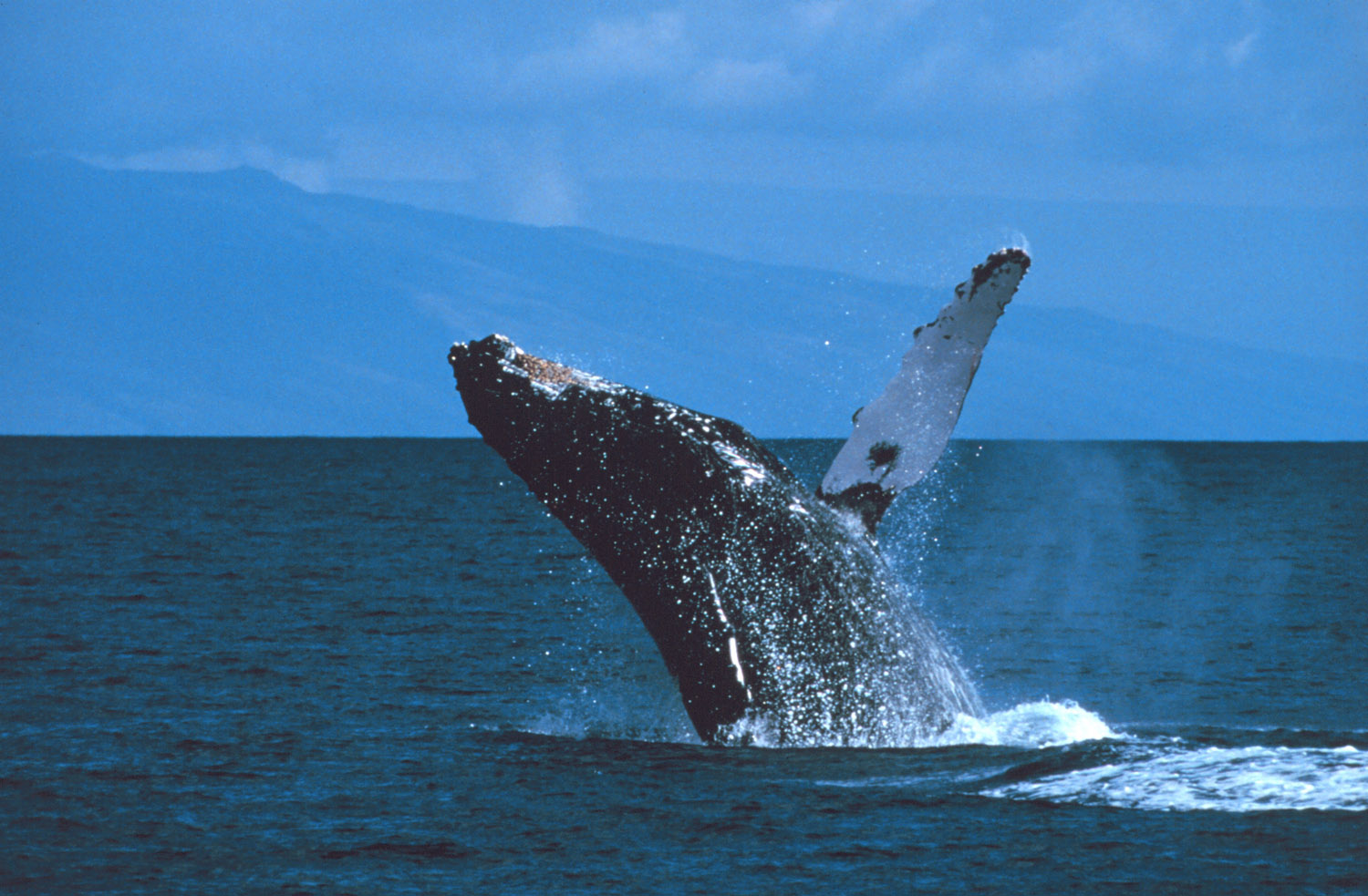 whale-0601A.jpg