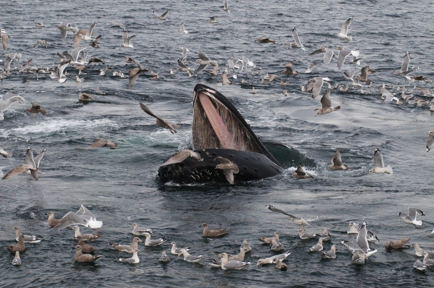 whale-surrounded-by-birds.jpg