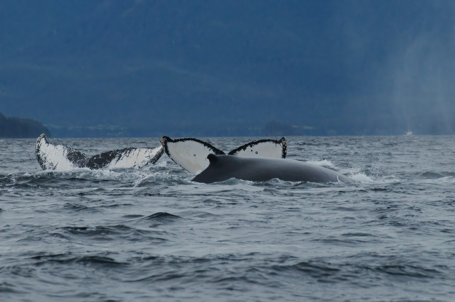whales-ocean-topaz.jpg