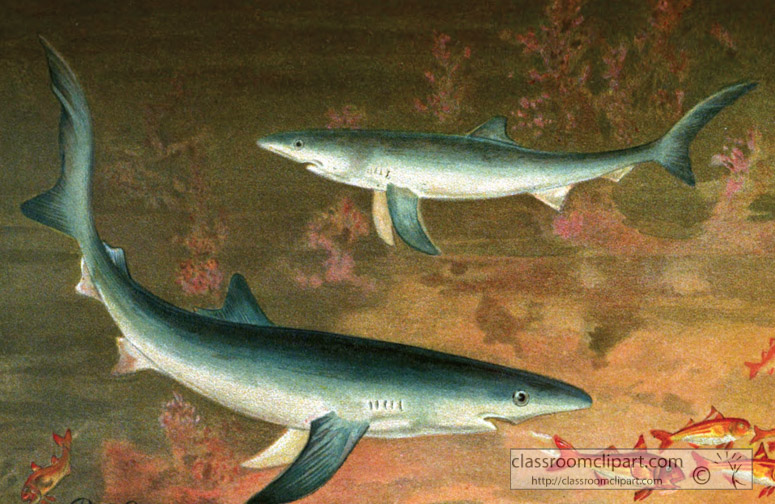 blue-shark-color-historic-illustration.jpg
