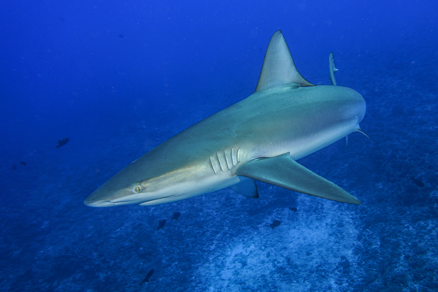 galapagos-shark.jpg