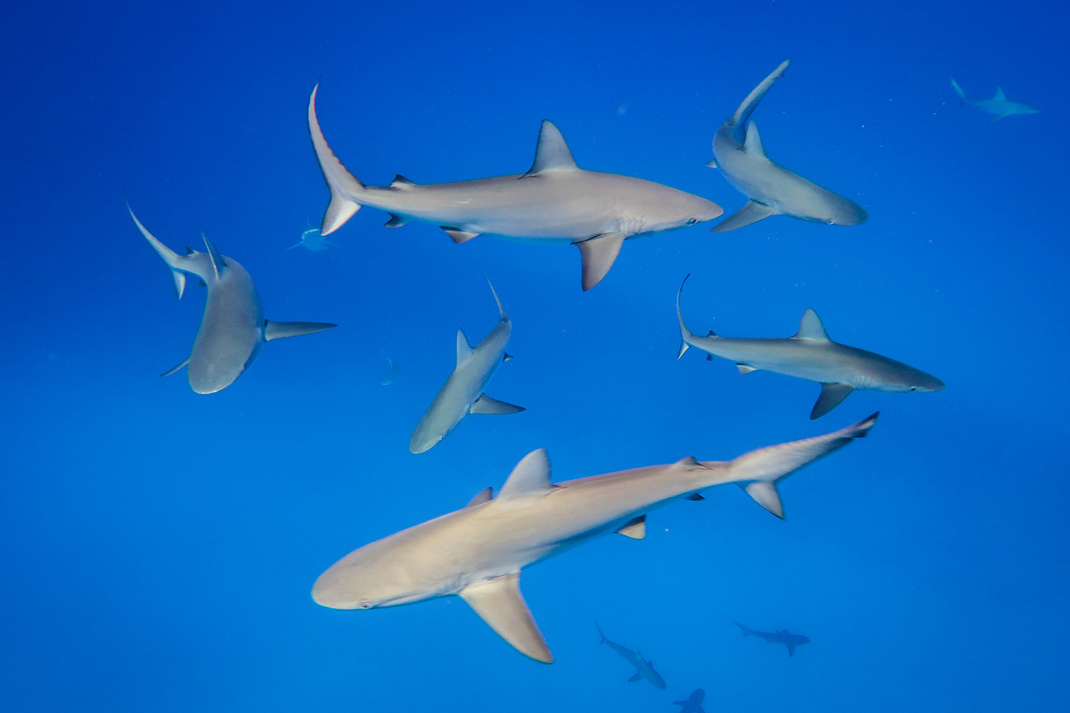 school-of-sharks.jpg