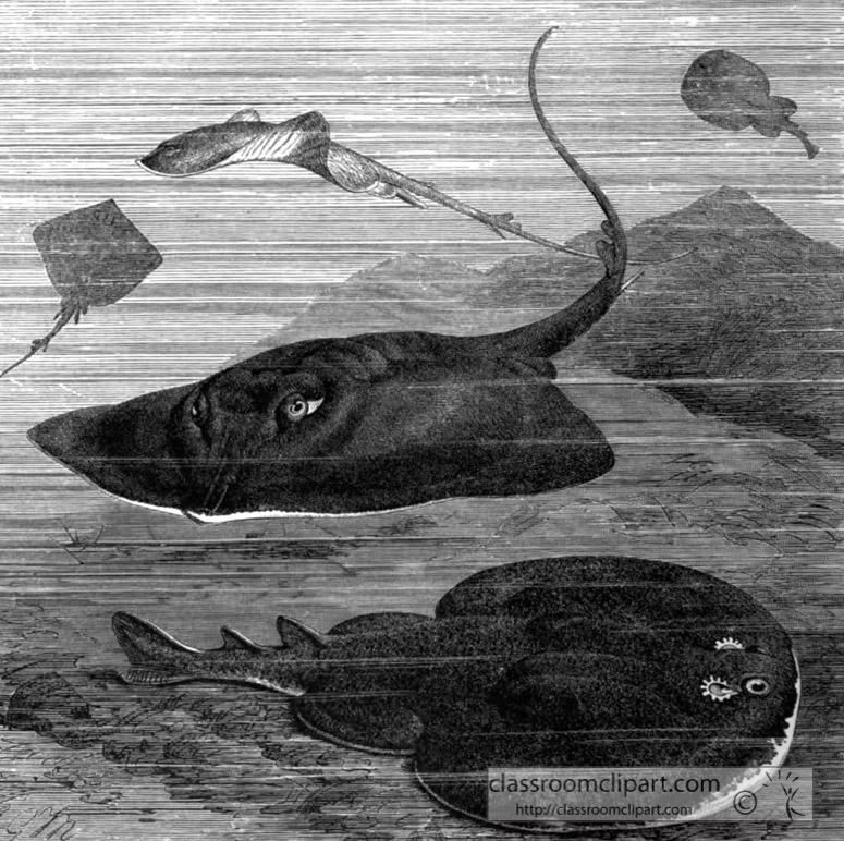 skates-and-electric-eel-bw-animal-illustration.jpg
