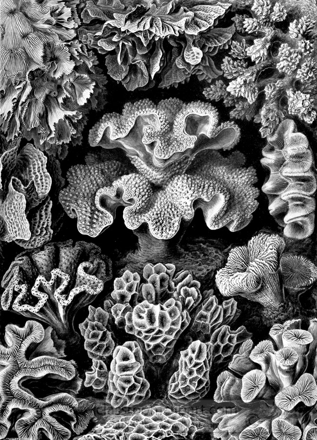 black-white-scientific-illustration-of-various-corals.jpg