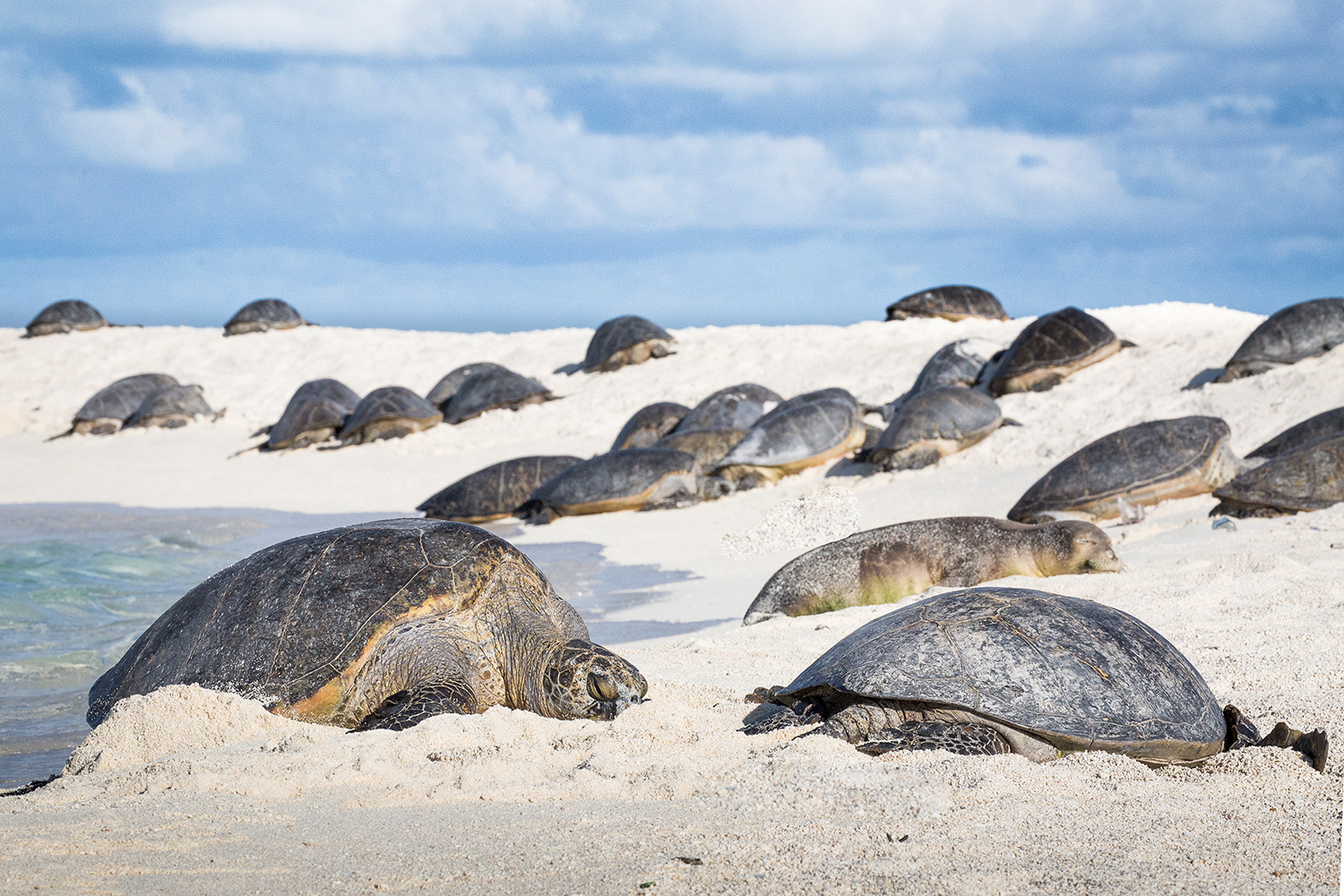 hawaiian-monk-seal-among-hawaiian-green-sea-turtles.jpg