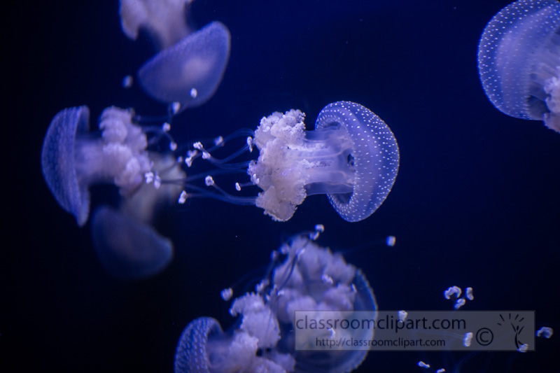 photo-translucent-white-spotted-jellies-8508218.jpg
