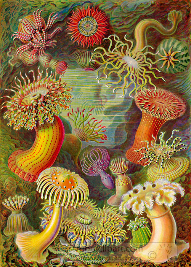 scientific-illustration-of-various-species-of-sea-anemones.jpg
