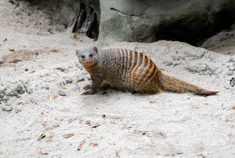 banded-mongoose-7910a.jpg
