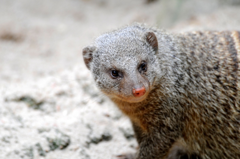 banded-mongoose-closeup.jpg