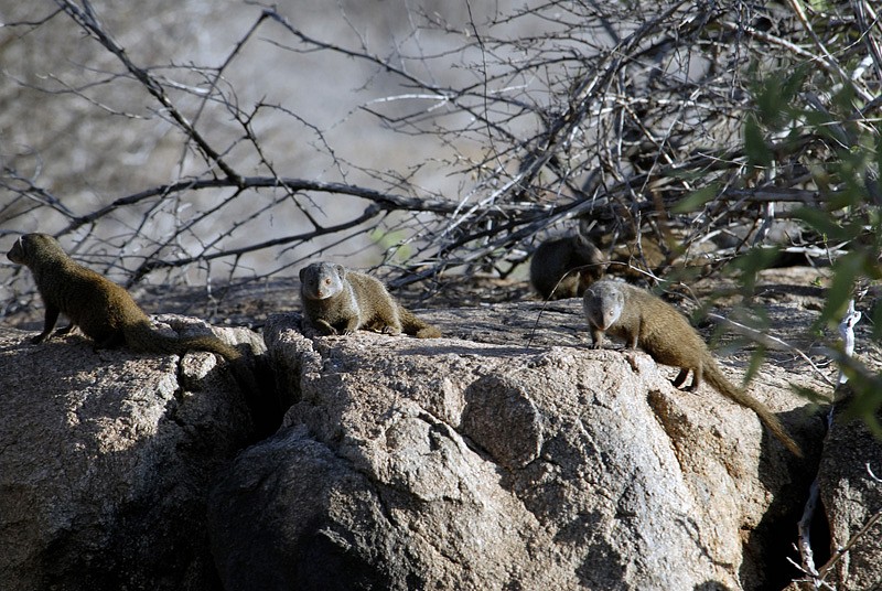 group-of-mongoose-on-rocks-in-africa.jpg