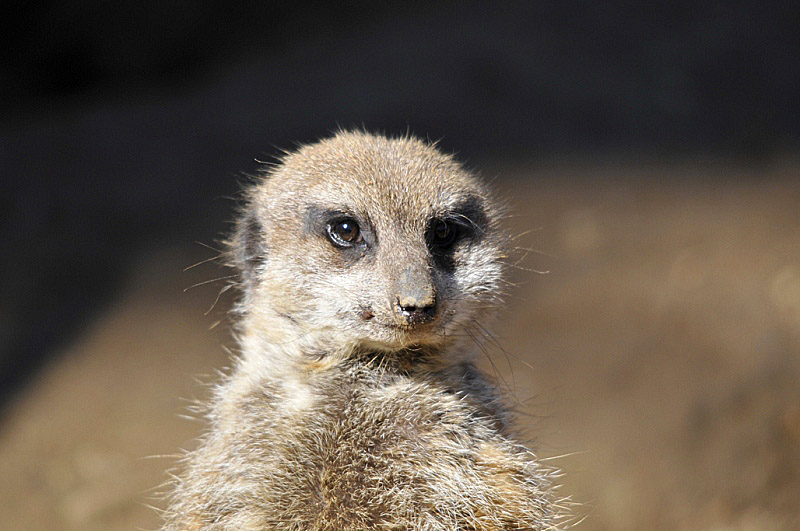 meerkat-at-zoo_1879A.jpg
