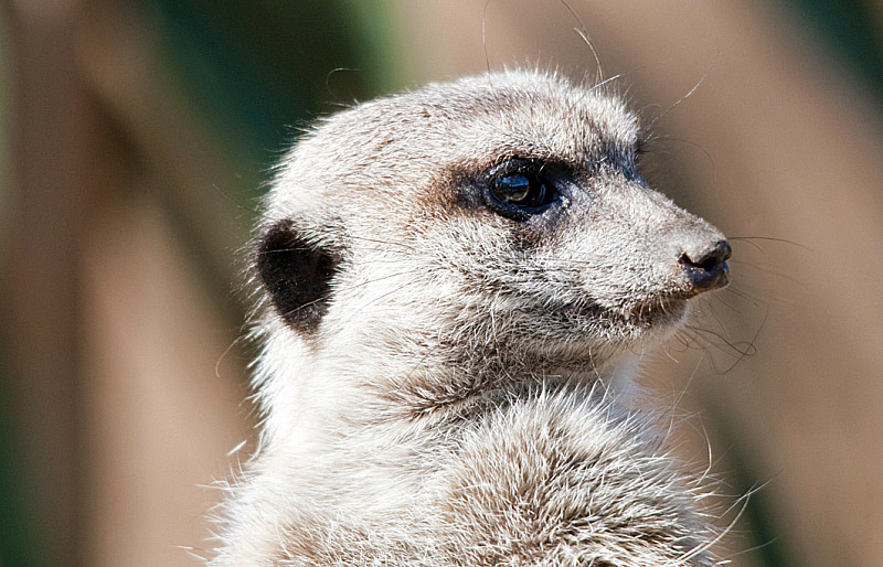 meerkat-at-zoo_1888a.jpg