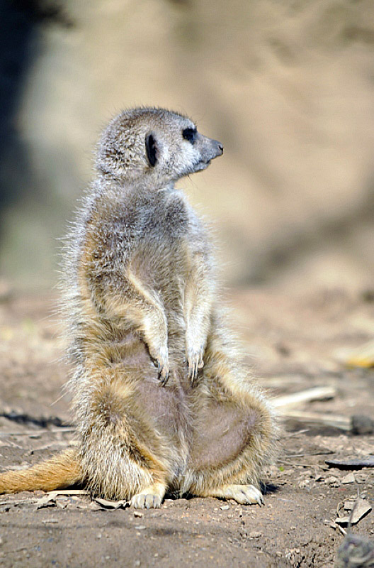 meerkat-at-zoo_1893A.jpg