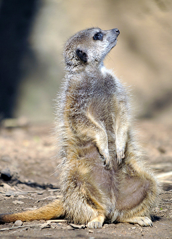 meerkat-at-zoo_1894A.jpg