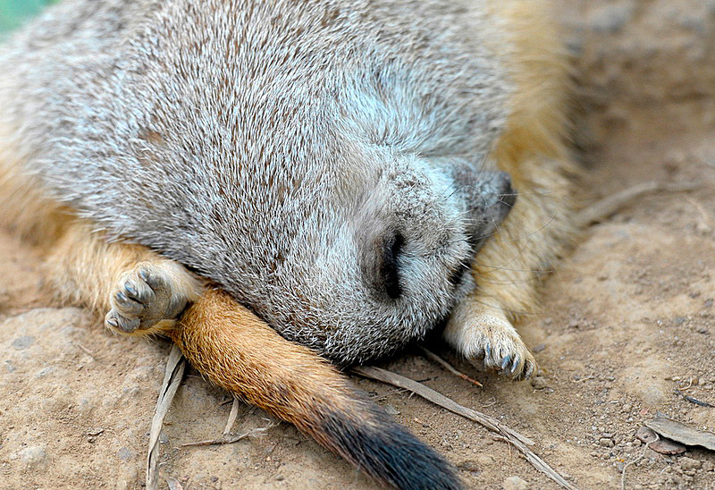 meerkat-head-in-curled-body.jpg