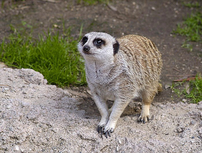 meerkat-looking-up-from-rock.jpg