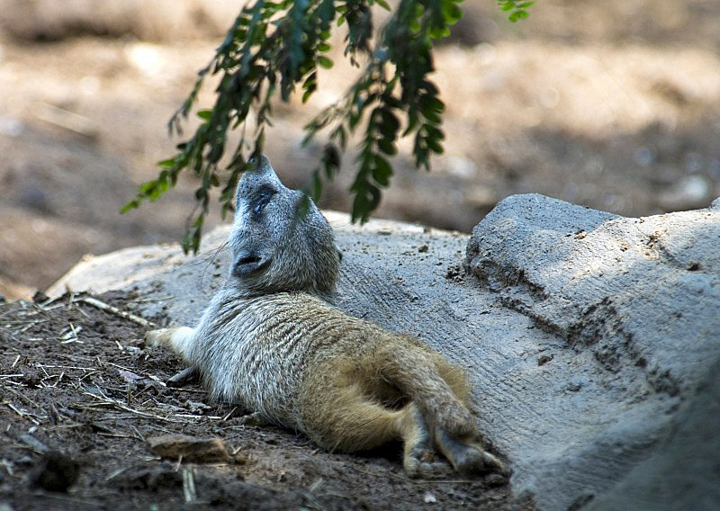 meerkat-resting-150.jpg