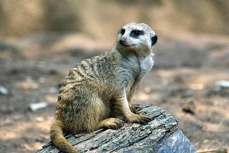 meerkat-sitting-on-tree-stump.jpg