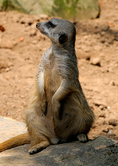 meerkat-sitting-up.jpg