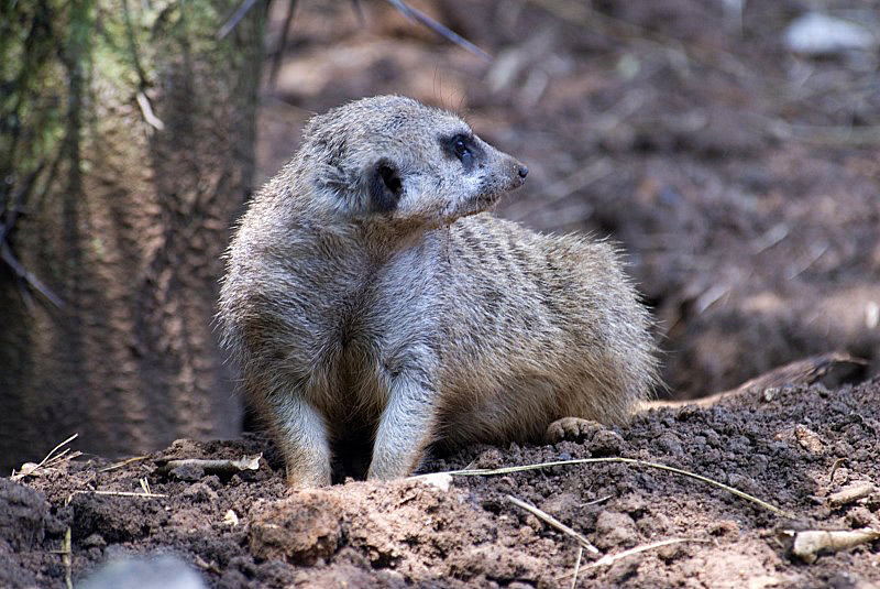 meerkat-small-mongoose-animal.jpg