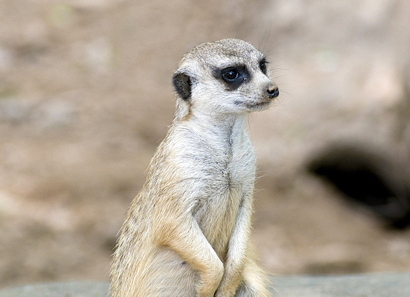 meerkat-standing-tall.jpg