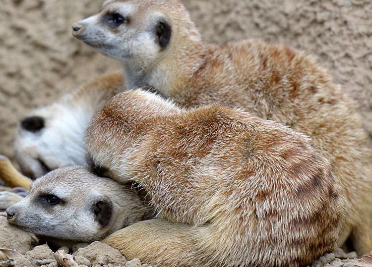 meerkats-sleeping-502A.jpg