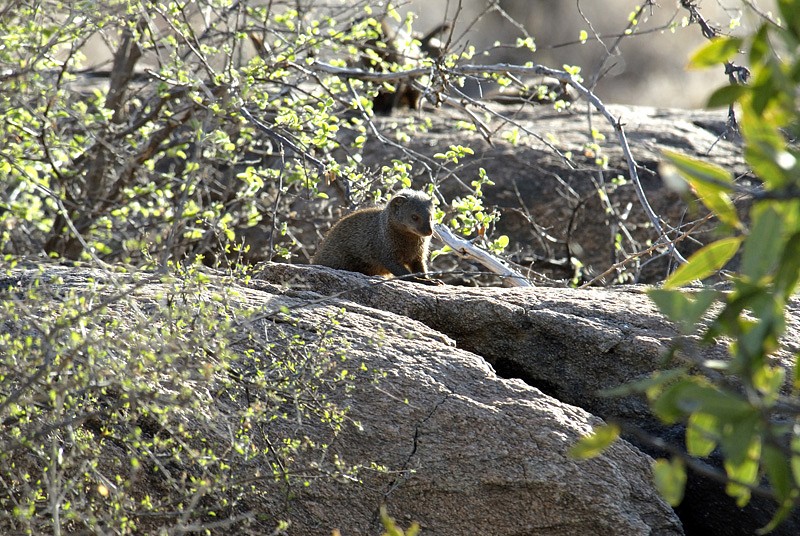 mongoose-in-africa.jpg
