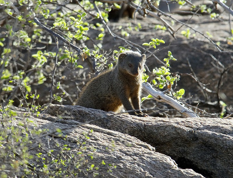 one-mongoose-on-large-rock--in-kenya-africa.jpg