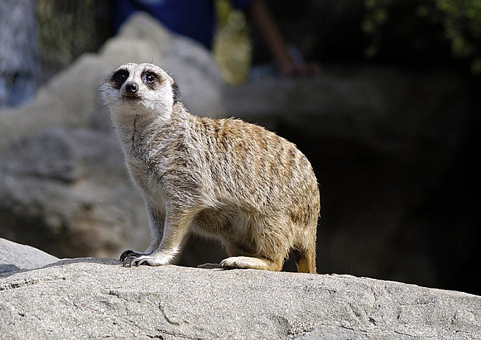 standing-on-rock-single-meerkat.jpg