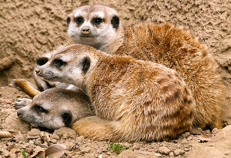 three-meerkats.jpg
