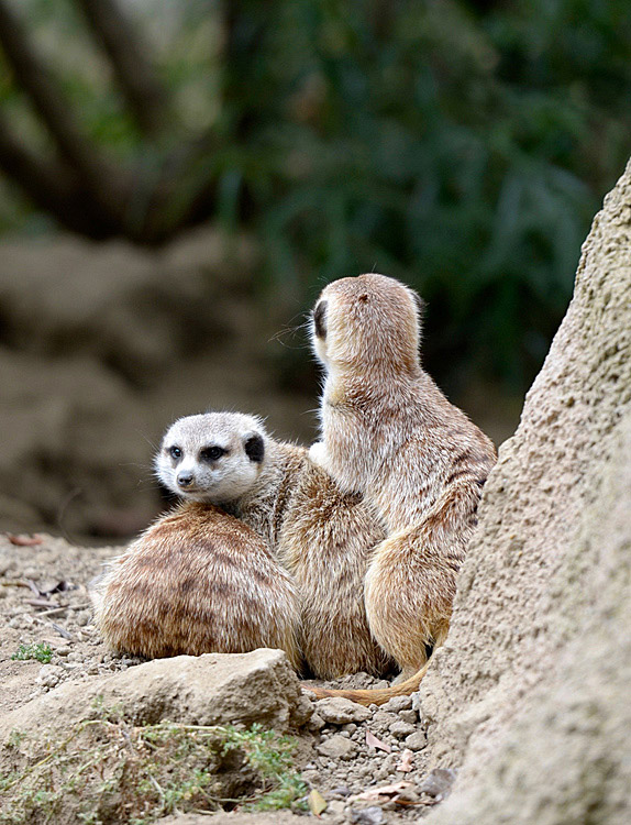 two-meerkats-playing.jpg