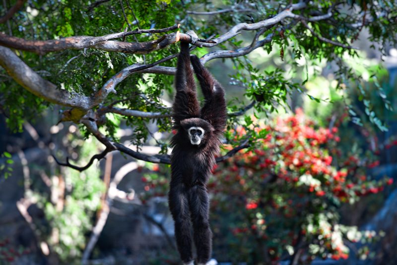 siamang-primate-hanging-from-tree-photo_8430.jpg
