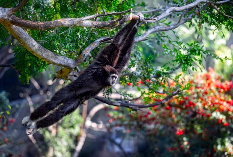 siamang-primate-hanging-from-tree-photo_8432EE.jpg