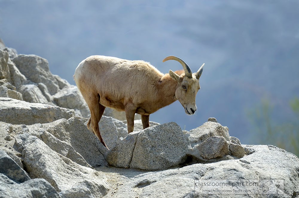 mountain-goat-along-rocky-edge.jpg