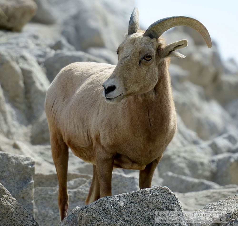 mountain-goat-closeup-4885a.jpg