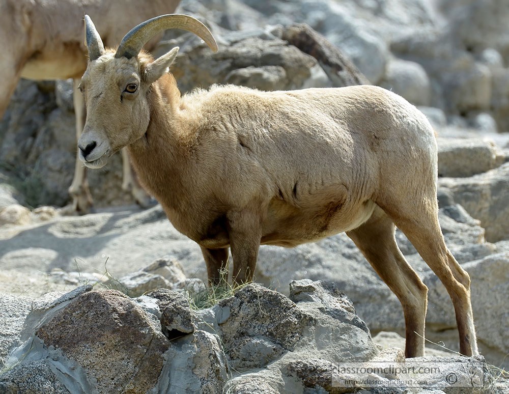 mountain-goat-closeup-side-view-on-mountain.jpg